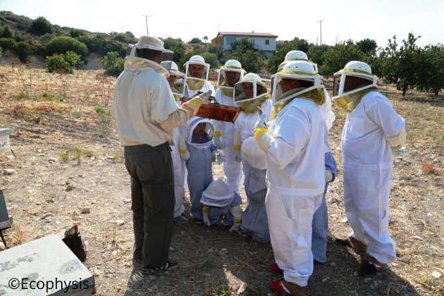 hives observation